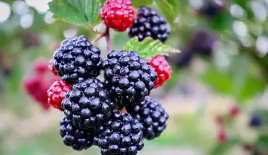 when to plant blackberries in zone 5