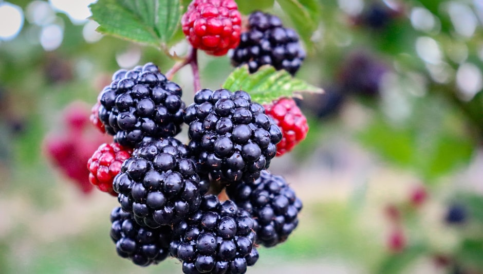 when to plant blackberries in zone 5