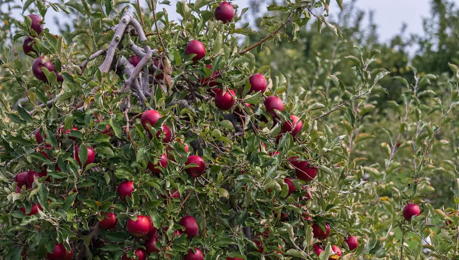 can you grow apple trees from store bought apples