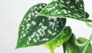 why are the leaves on my pothos turning yellow