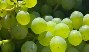 when do grape vines start to bud