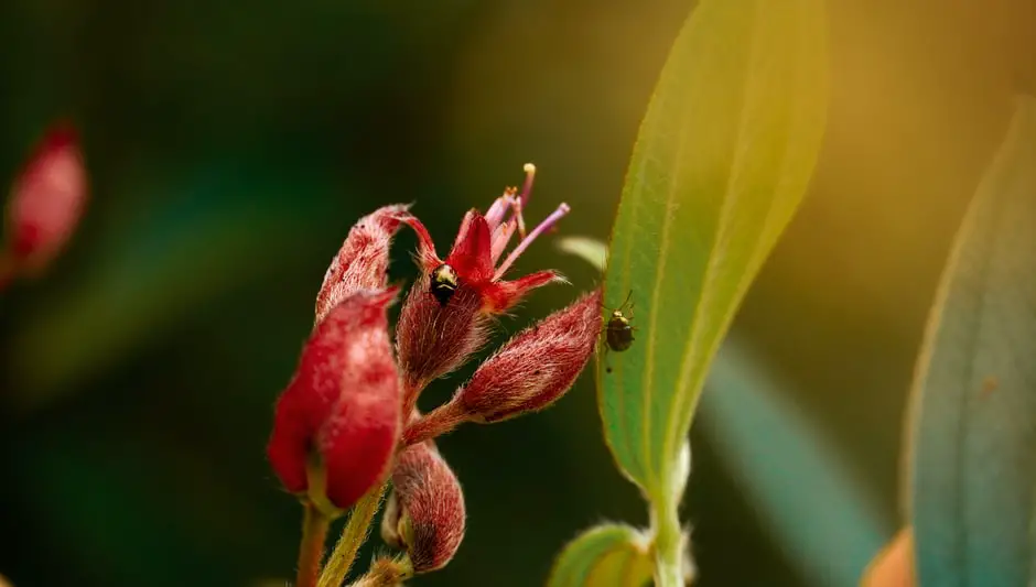 how do you get root aphids