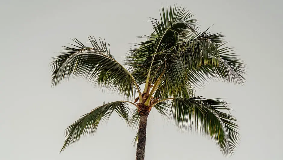 are palm trees native to florida