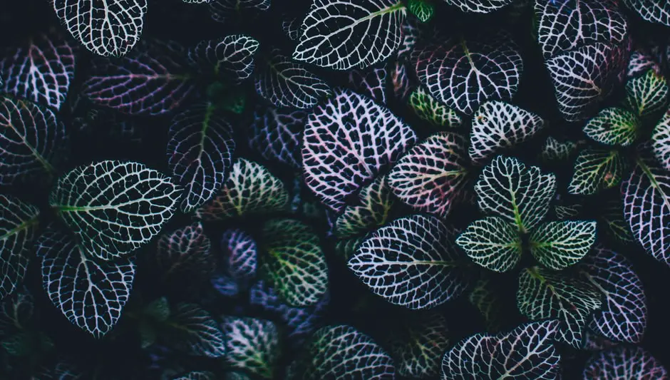 Do Red Oak Trees Lose Their Leaves In Winter 2minute Read