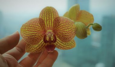 what causes yellow leaves on orchid plants