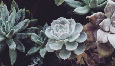 how grow succulents