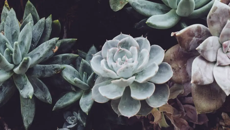 how grow succulents