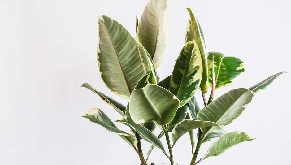 how to grow a ficus bonsai tree