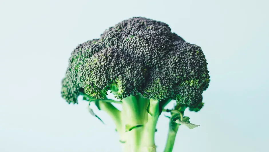 when is it too late to harvest broccoli