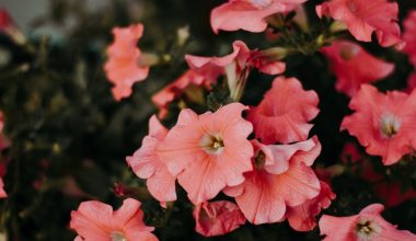 when to start petunia seeds