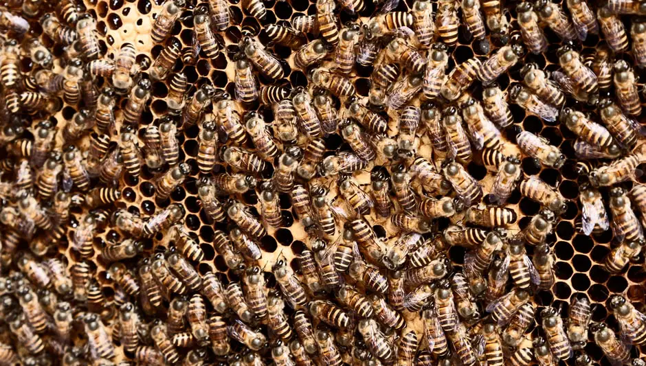 how much of the world's crops do bees pollinate