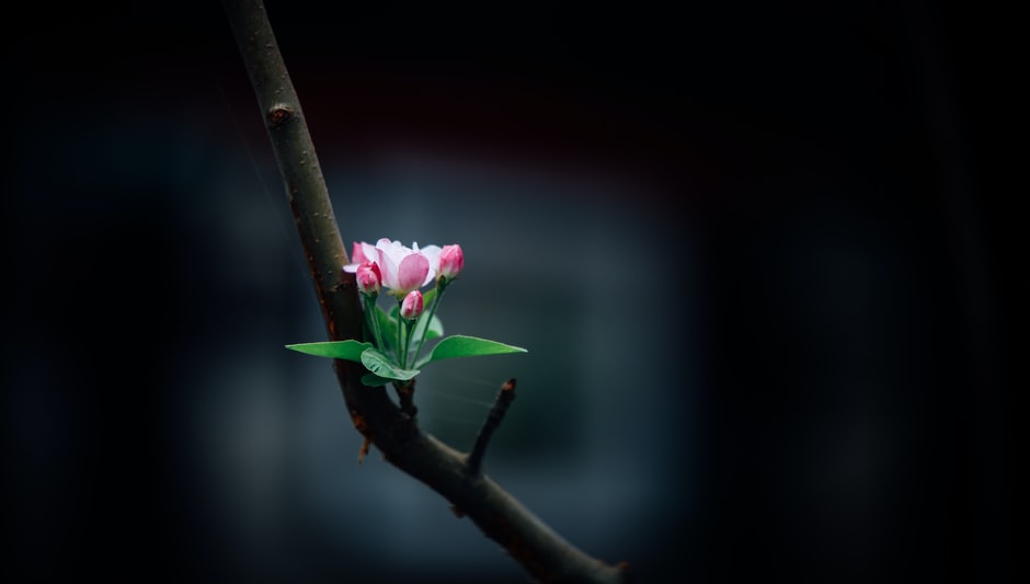 how to prune a hibiscus shrub