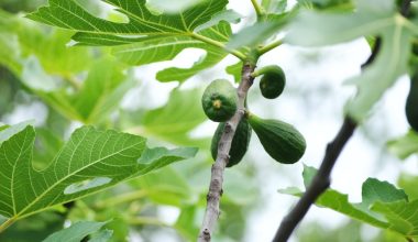 how often to water fig tree