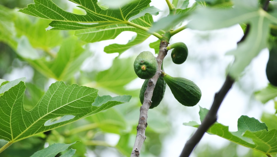 how often to water fig tree