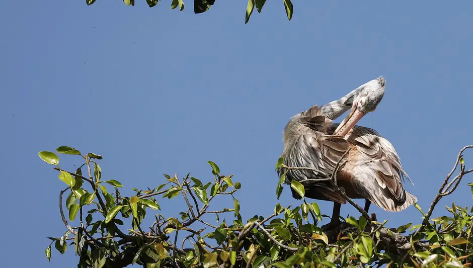 how to use preen weed preventer and plant food