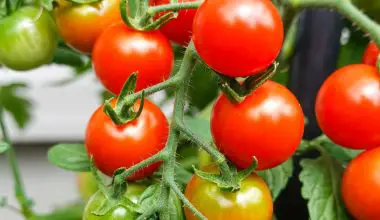 do you need two tomato plants to grow tomatoes
