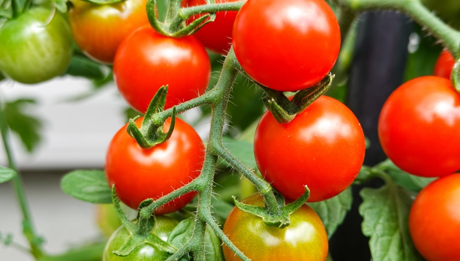 do you need two tomato plants to grow tomatoes
