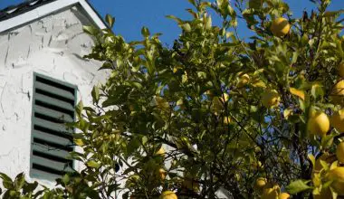 how tall does a meyer lemon tree grow