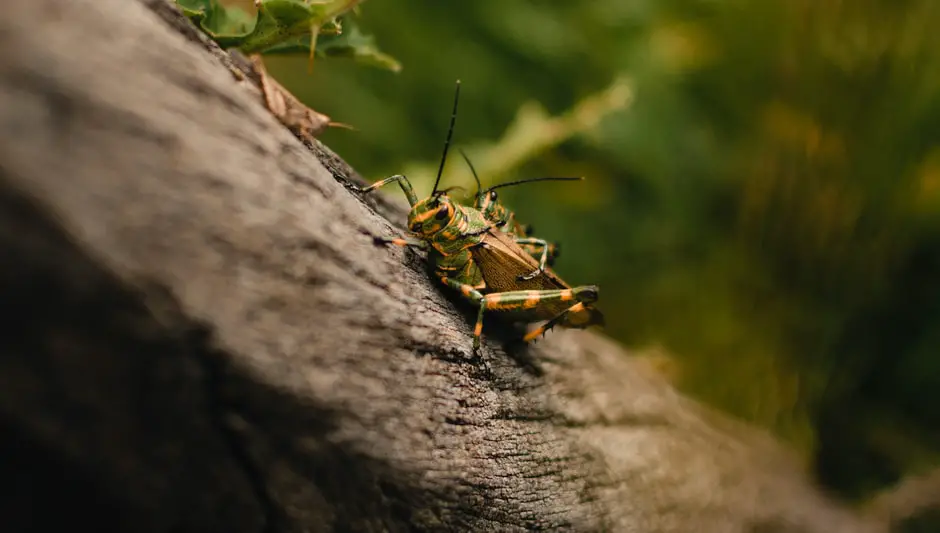 do grasshoppers eat cactus