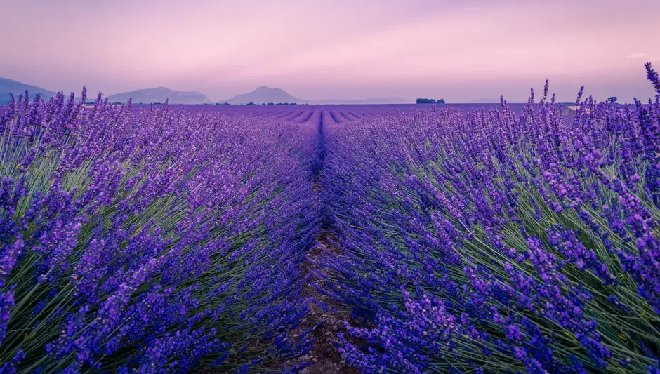 do birds eat lavender seeds