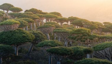 how to grow dragon's blood tree