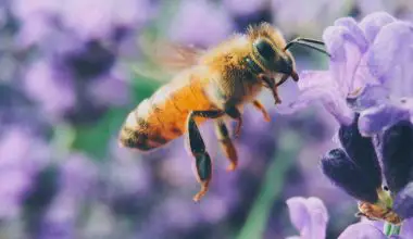 what plants are not pollinated by bees