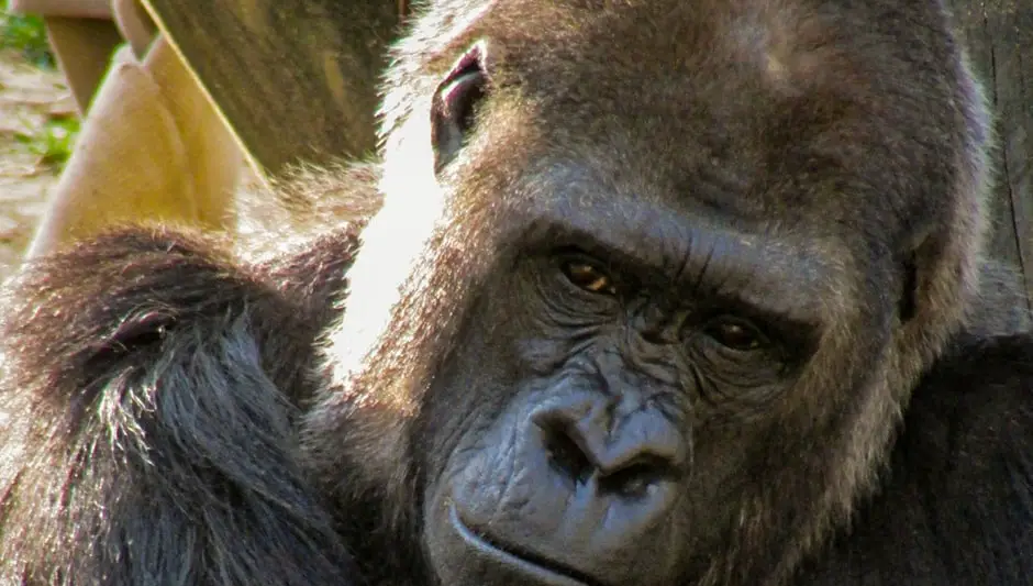 Do Gorillas Climb Trees > Fully Explained Inside!