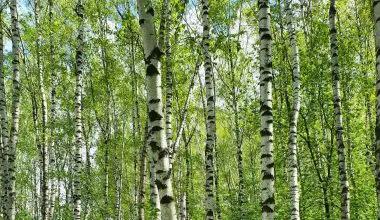 do birch trees grow in utah