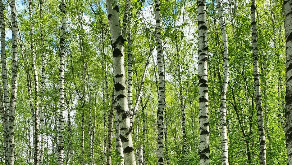 do birch trees grow in utah