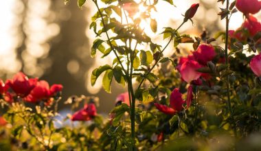 how do you prune a rose bush in the spring