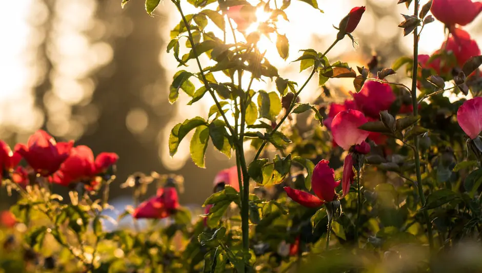 how do you prune a rose bush in the spring