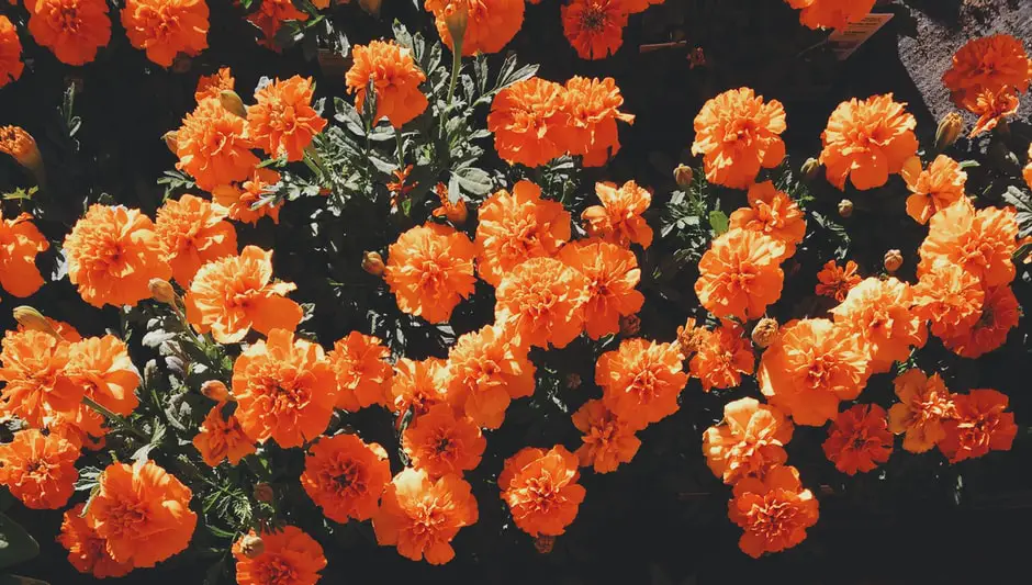 What Flower Seeds Grow Quickly? (Explained for Beginners)