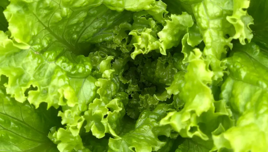 how to harvest buttercrunch lettuce