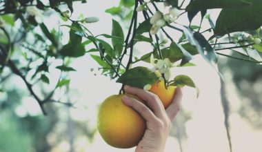 do grapefruit trees self pollinate