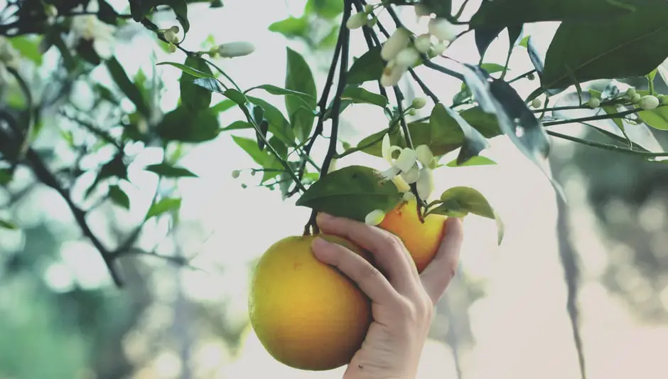 do grapefruit trees self pollinate