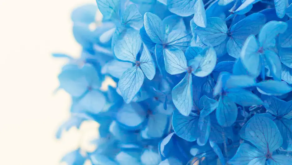 why are my hydrangea leaves turning brown