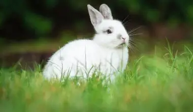 how to keep rabbits out of garden naturally