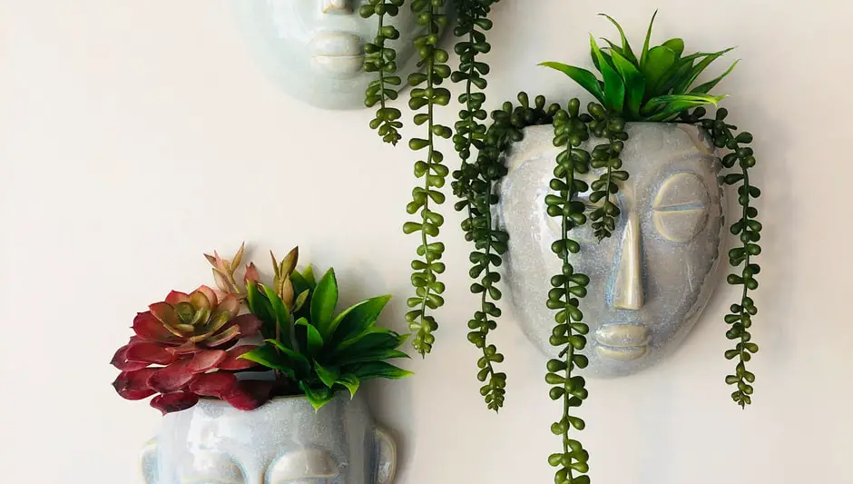 how much light do succulents need indoors