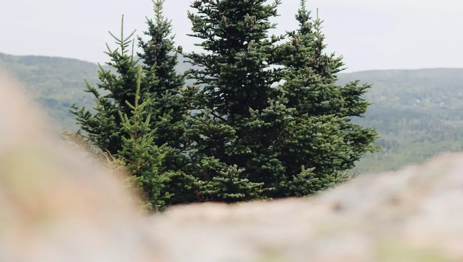 do pine trees produce oxygen