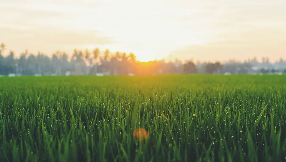 how to keep grass out of garden