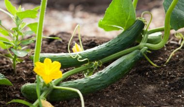 do cucumbers grow on vines