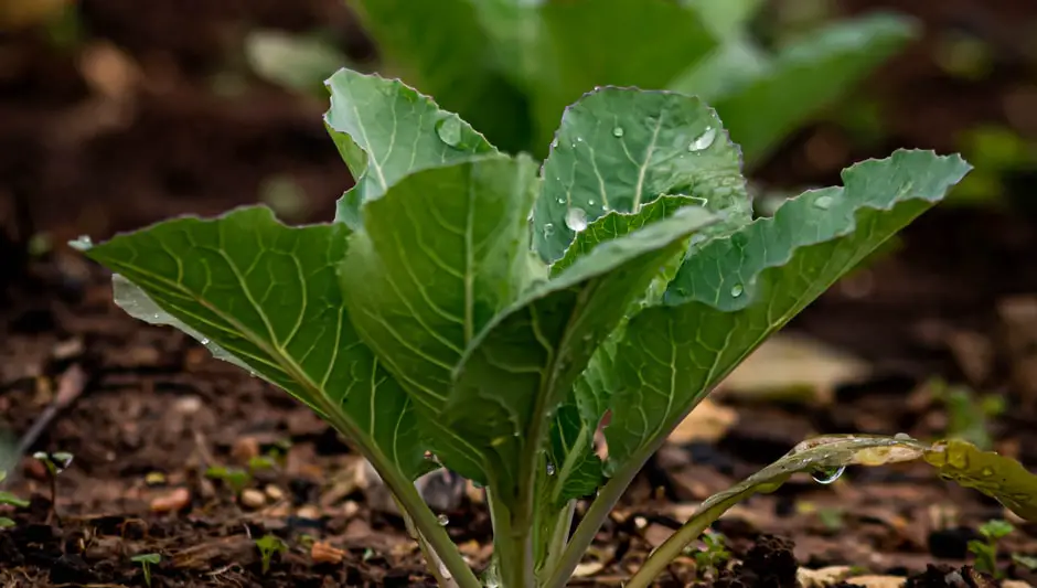 how to harvest aerogarden lettuce