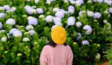 when to prune hydrangea tree