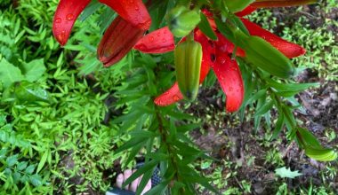 are tiger lilies perennials