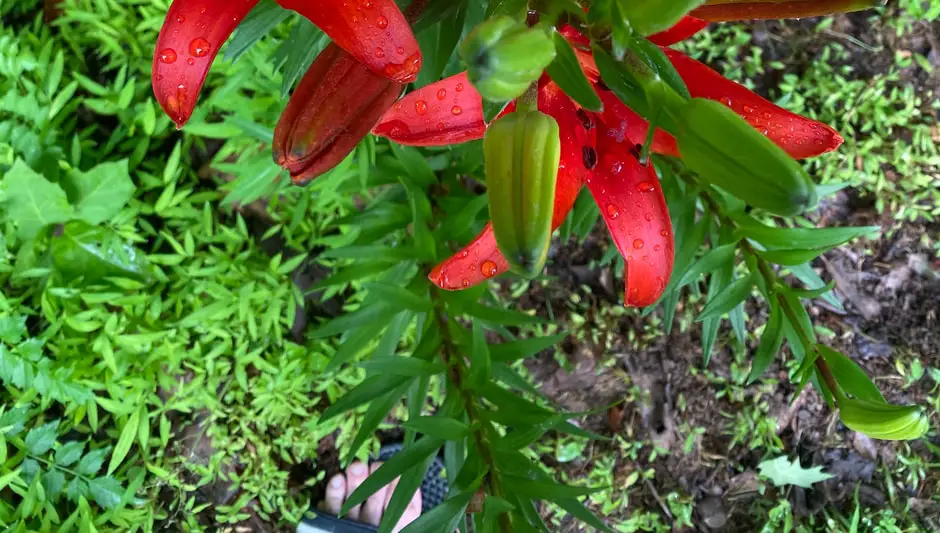 are tiger lilies perennials