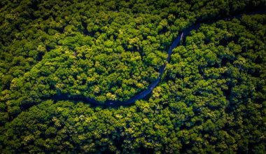 what type of vegetation grows in the amazon forest