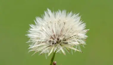 how fast do wildflowers grow from seed