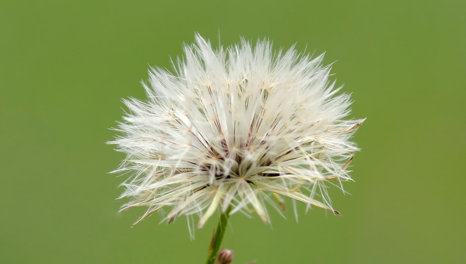 how fast do wildflowers grow from seed