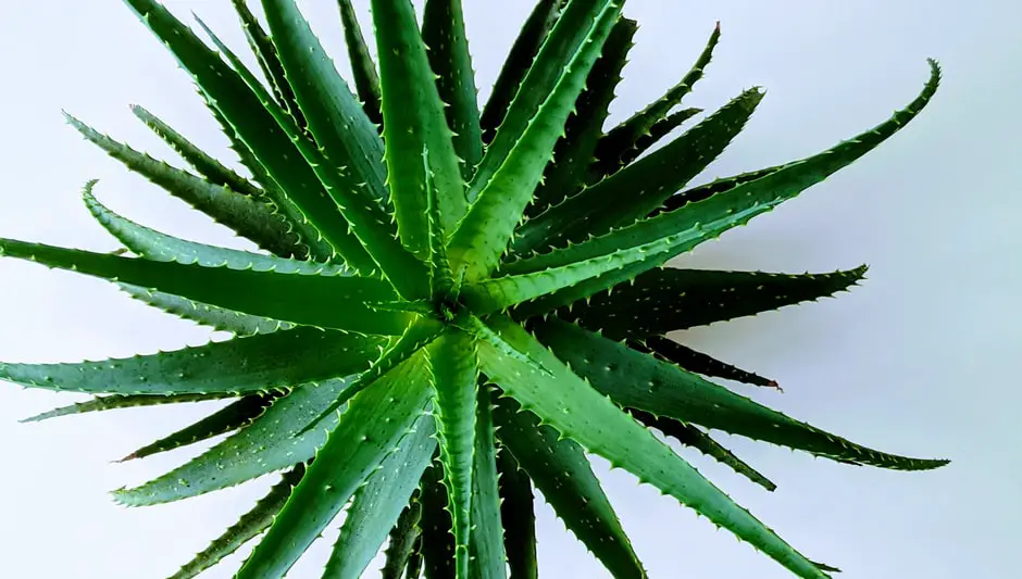 how big does aloe vera plant grow