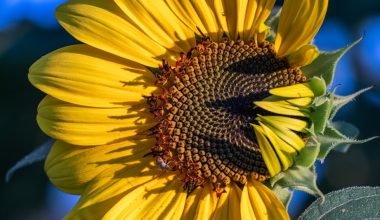 how to grow bee balm from seed